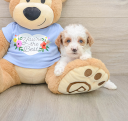 8 week old Poodle Puppy For Sale - Puppy Love PR