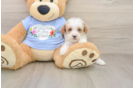Poodle Puppy for Adoption