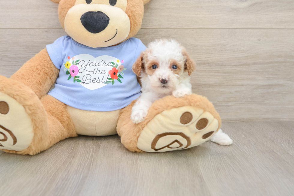 Poodle Puppy for Adoption