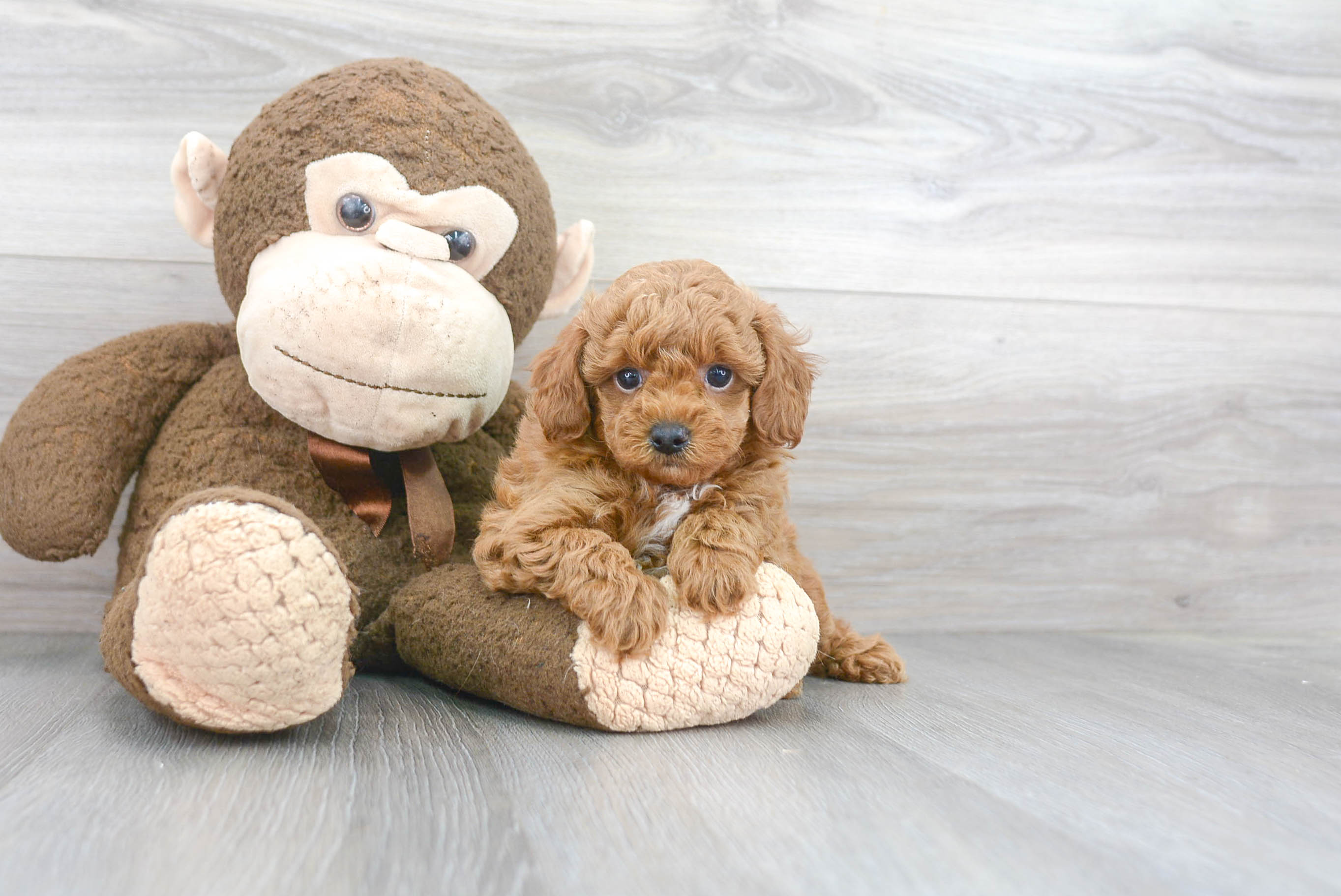 Best Poodle Baby