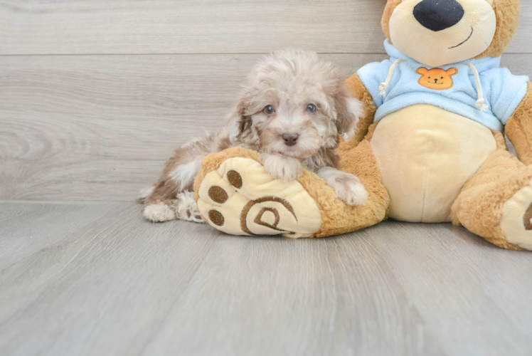Meet Royce - our Poodle Puppy Photo 1/3 - Puppy Love PR Poodle Pup Being Cute