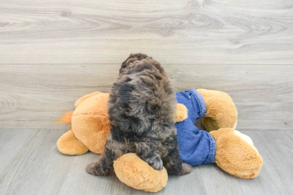 Akc Registered Poodle Baby