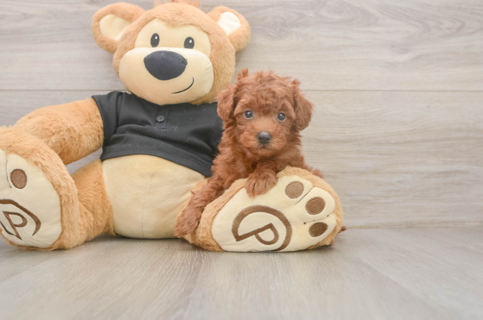 5 week old Poodle Puppy For Sale - Puppy Love PR