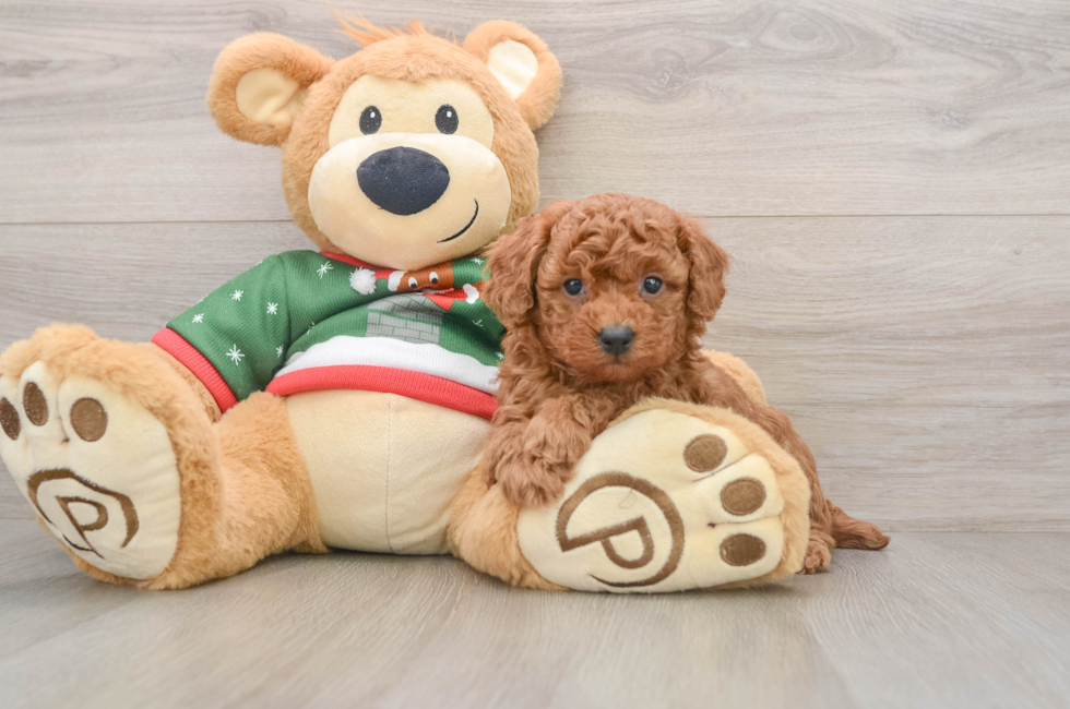 5 week old Poodle Puppy For Sale - Puppy Love PR