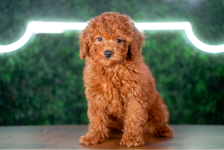 Poodle Pup Being Cute