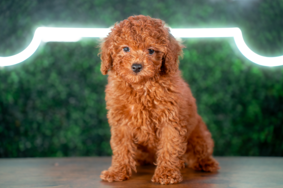 Poodle Pup Being Cute