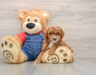 6 week old Poodle Puppy For Sale - Puppy Love PR