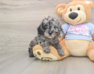8 week old Poodle Puppy For Sale - Puppy Love PR