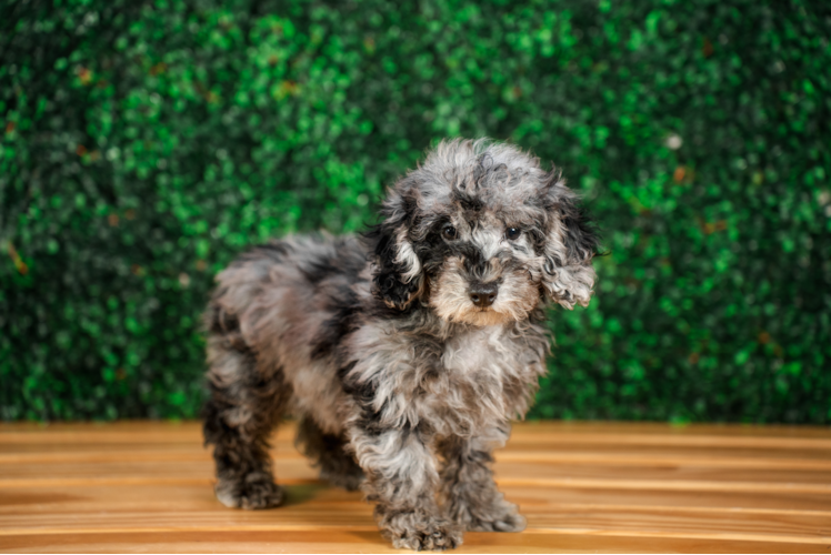 Poodle Pup Being Cute