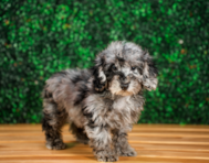 11 week old Poodle Puppy For Sale - Puppy Love PR