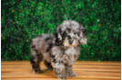 Poodle Pup Being Cute