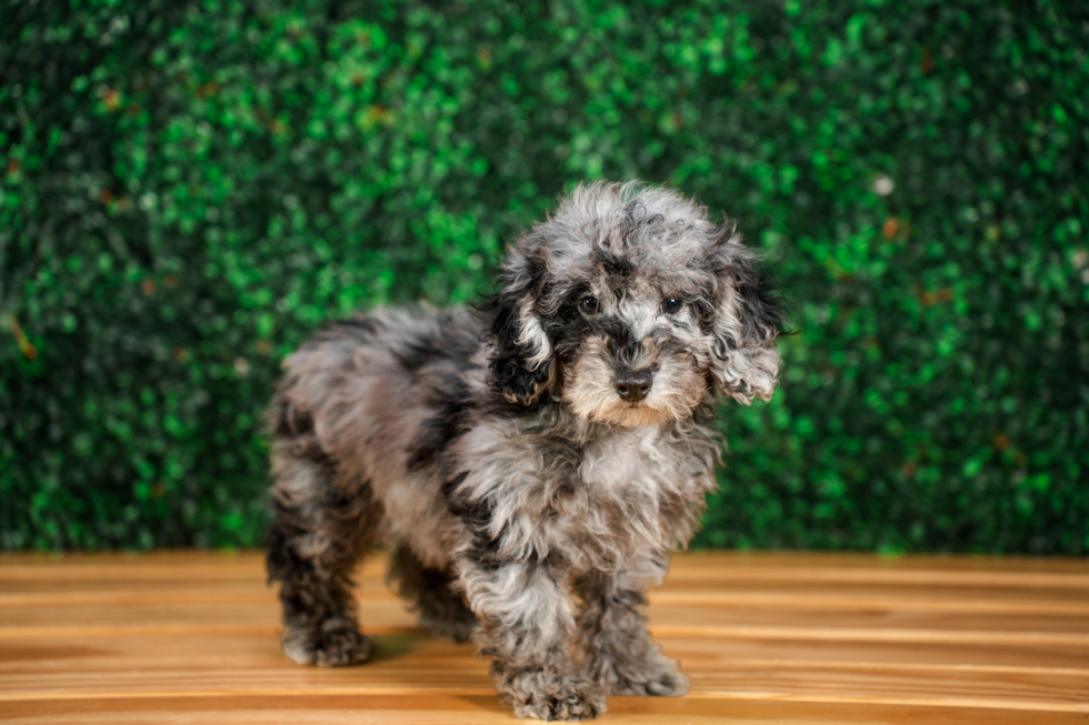 Poodle Pup Being Cute