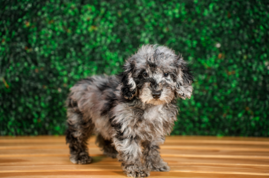 Poodle Pup Being Cute