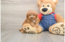 Smart Caniche Purebred Puppy