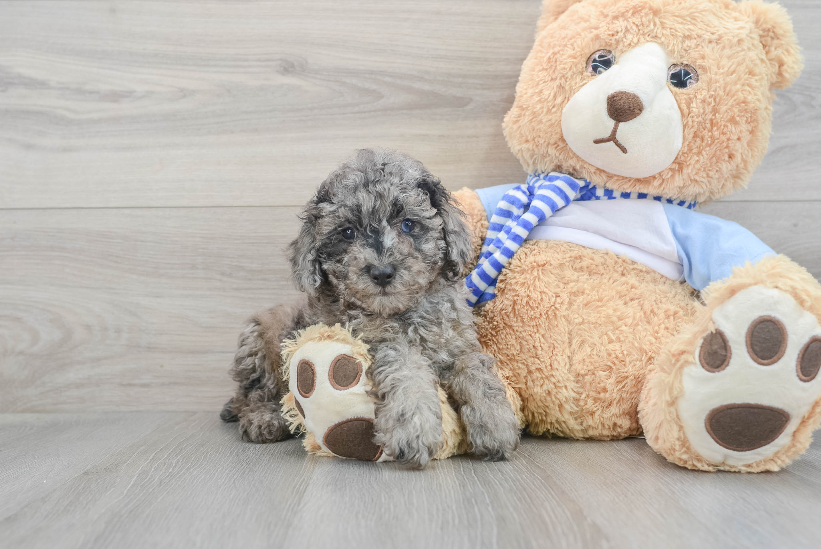 Best Poodle Baby