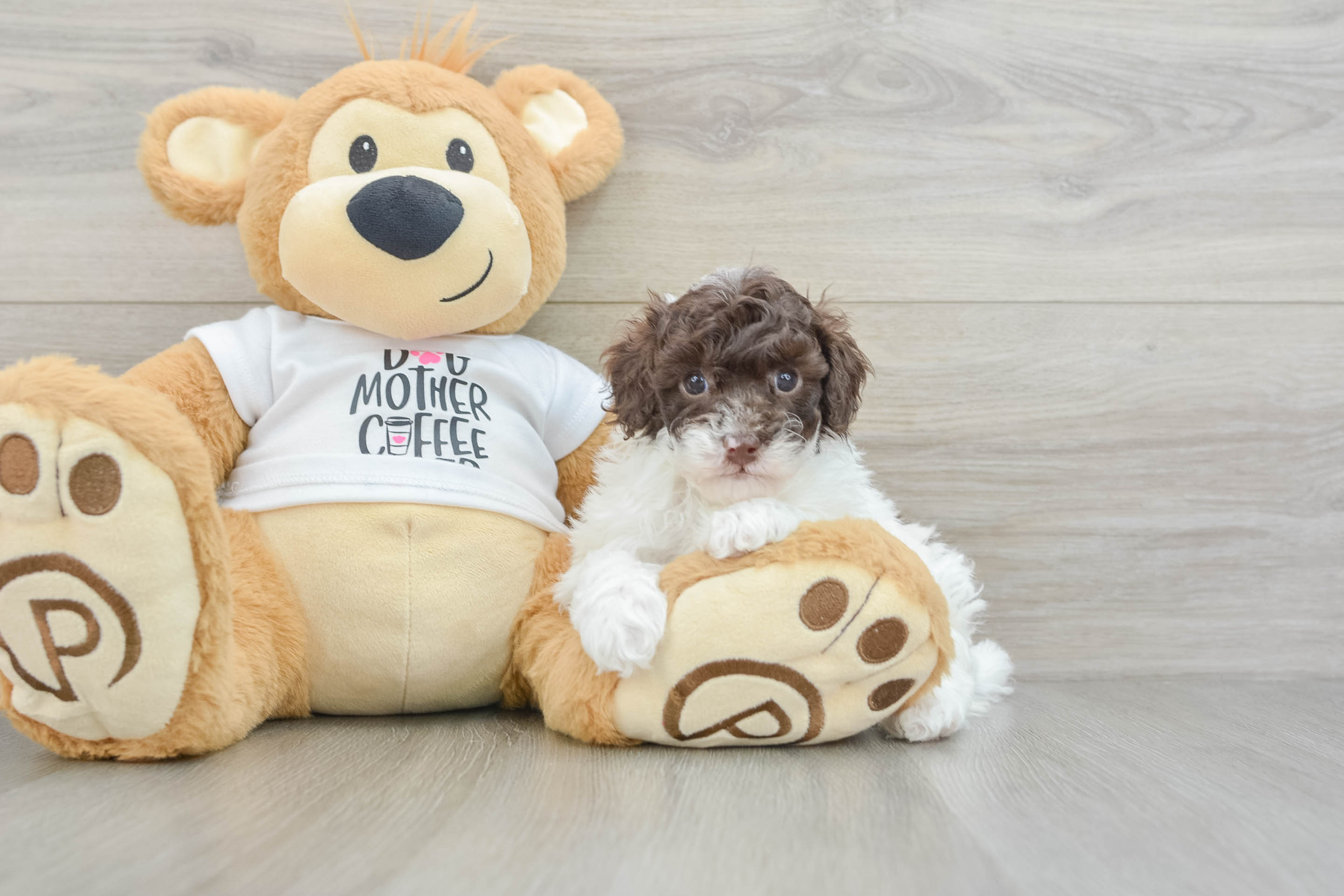 Poodle Pup Being Cute