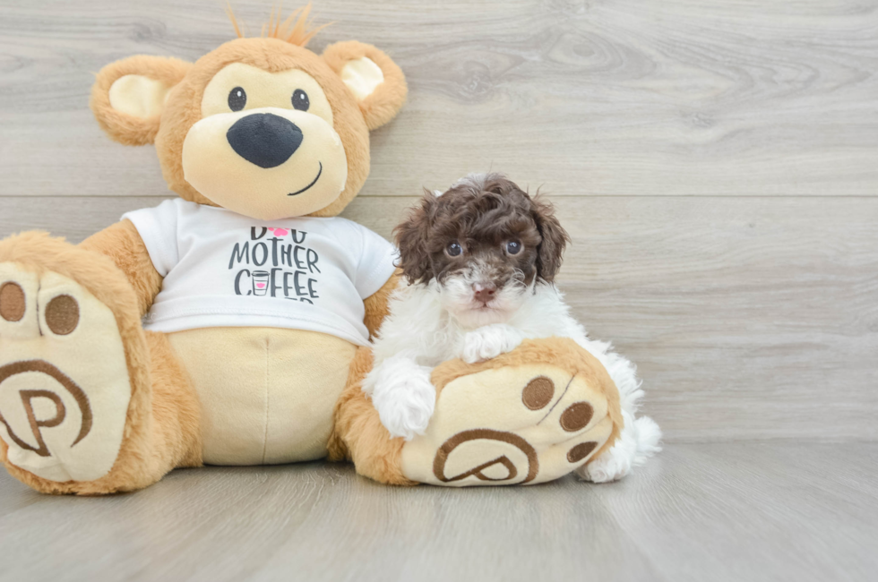 6 week old Poodle Puppy For Sale - Puppy Love PR