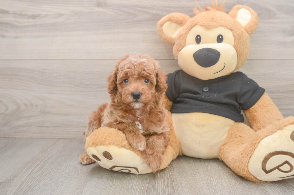 5 week old Poodle Puppy For Sale - Puppy Love PR