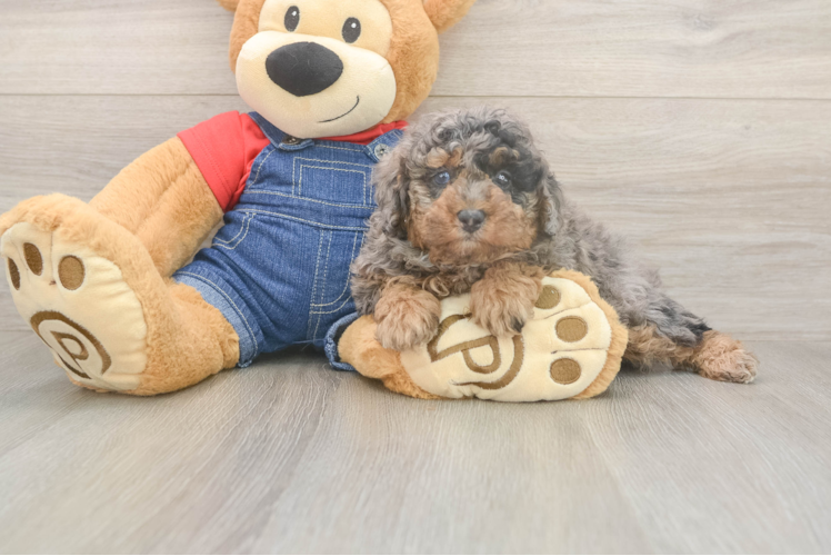 Adorable Toy Poodle Purebred Puppy
