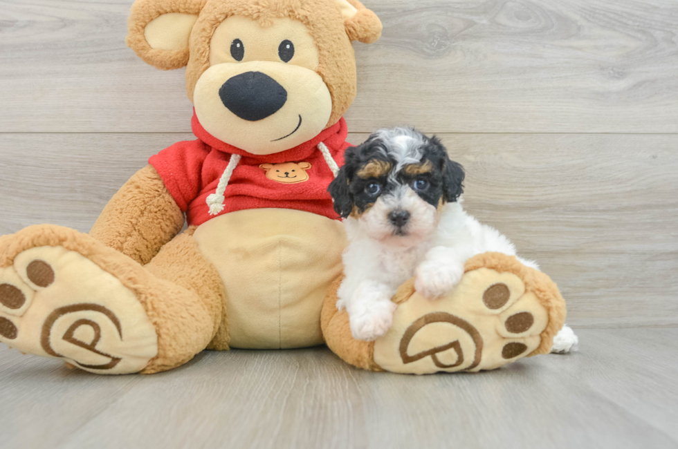 6 week old Poodle Puppy For Sale - Puppy Love PR