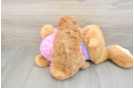 Smart Caniche Purebred Puppy