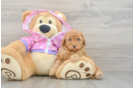 Poodle Puppy for Adoption