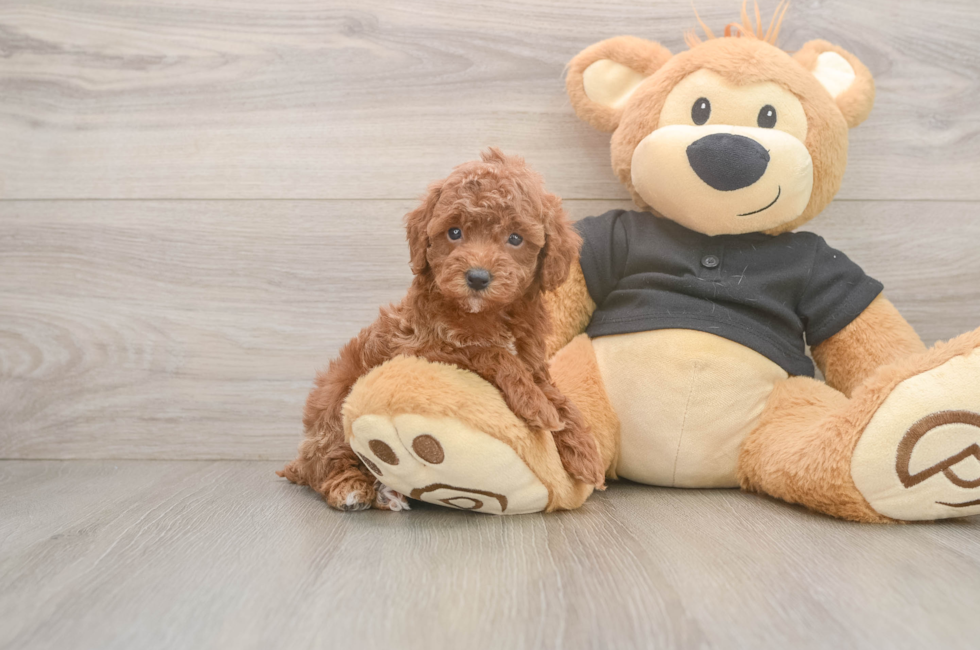 5 week old Poodle Puppy For Sale - Puppy Love PR