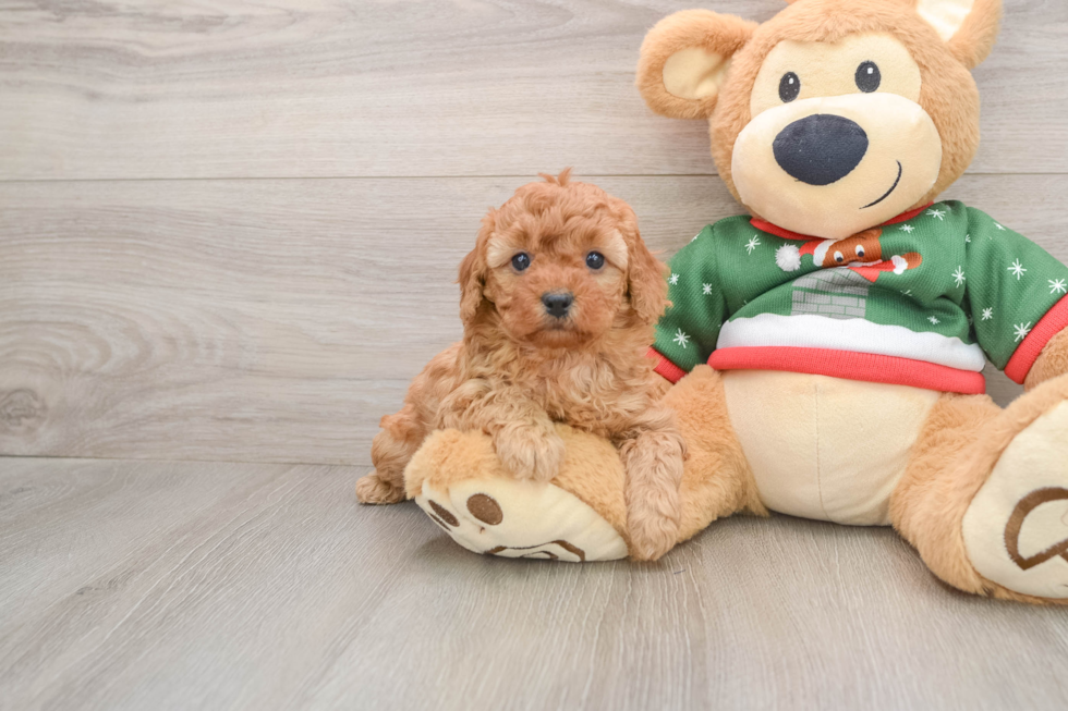 Smart Toy Poodle Purebred Puppy
