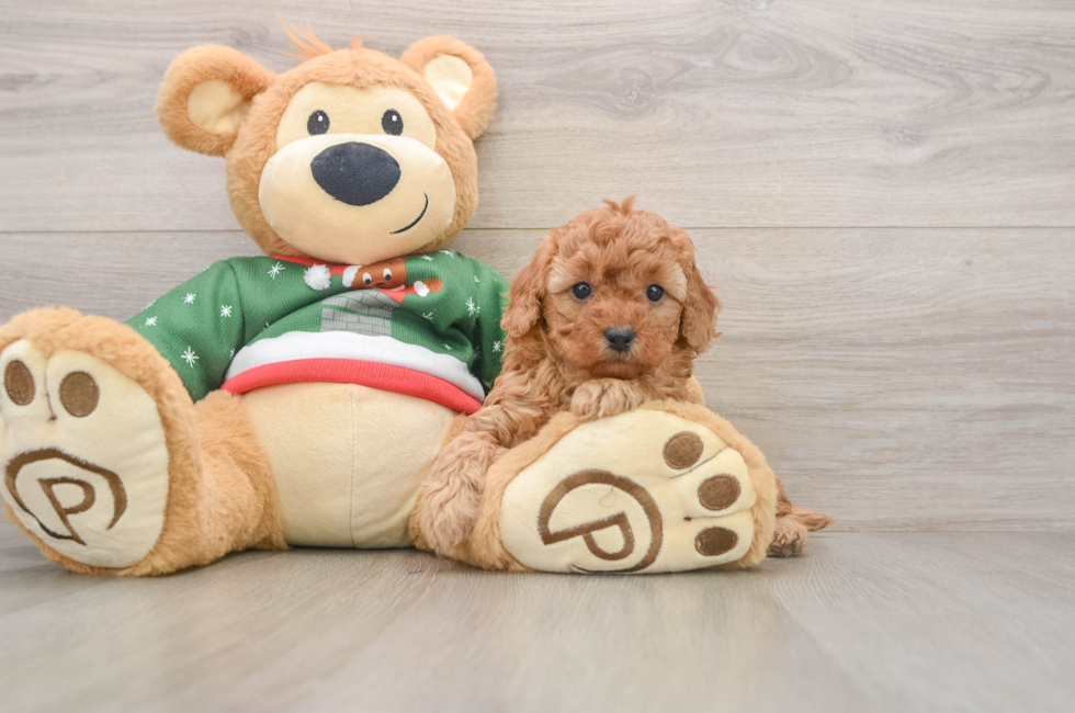 5 week old Poodle Puppy For Sale - Puppy Love PR