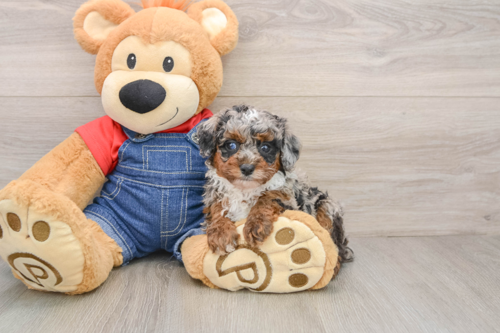 Poodle Puppy for Adoption