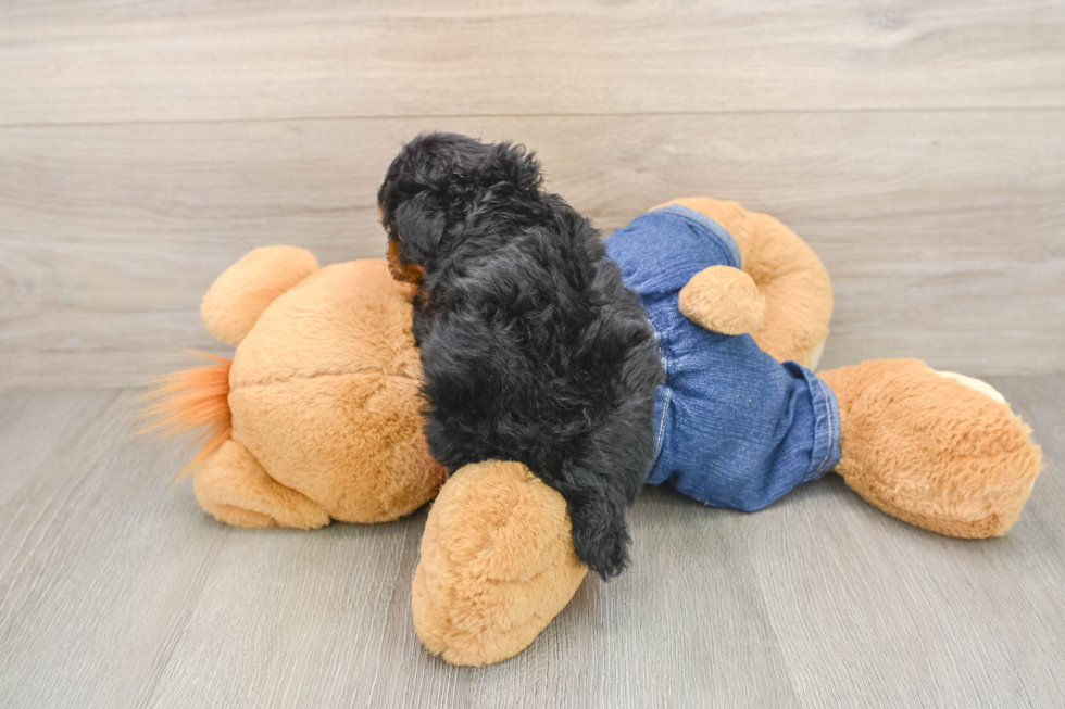 Small Poodle Purebred Pup