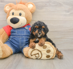 7 week old Poodle Puppy For Sale - Puppy Love PR