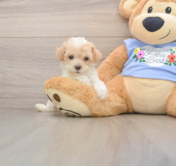 7 week old Poodle Puppy For Sale - Puppy Love PR