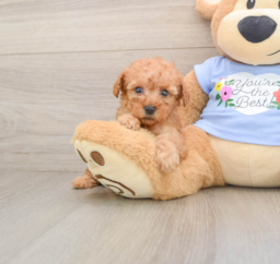 7 week old Poodle Puppy For Sale - Puppy Love PR