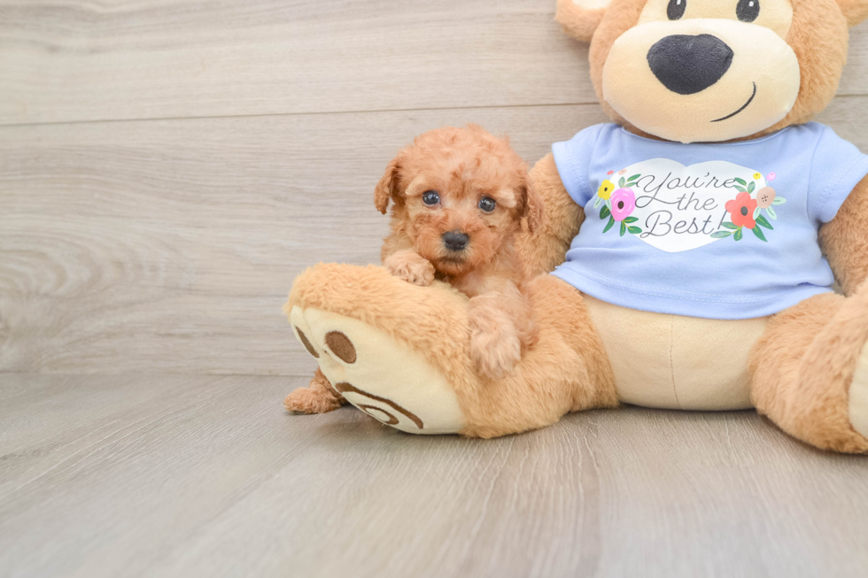 Best Poodle Baby