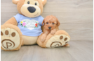Small Poodle Baby