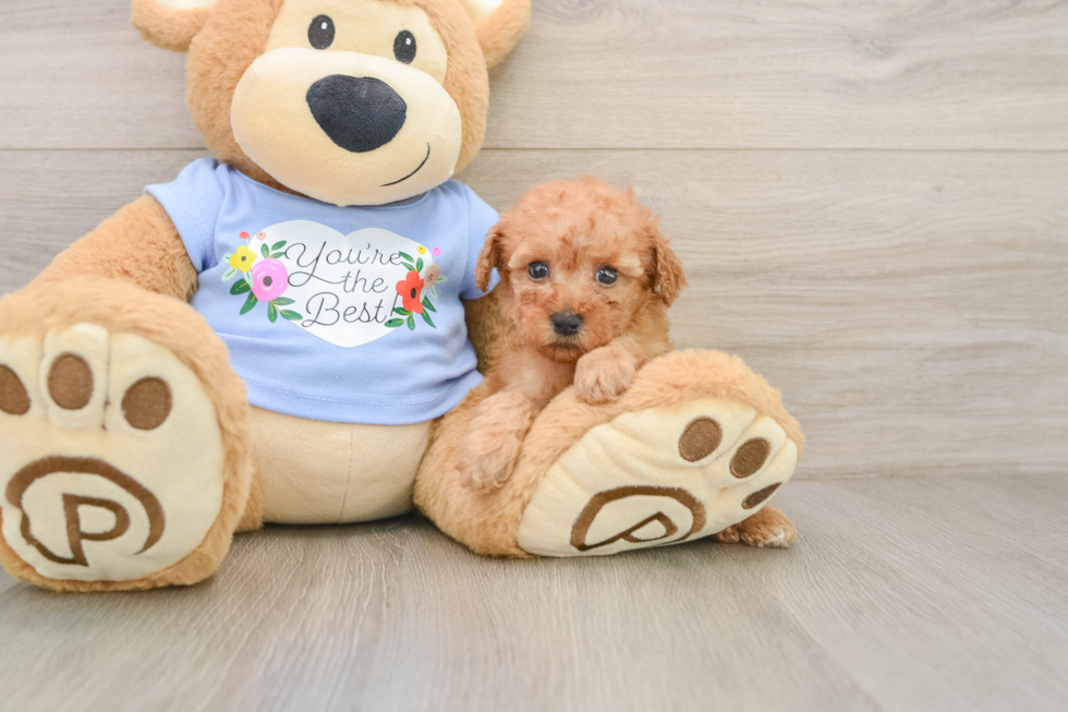 Small Poodle Baby