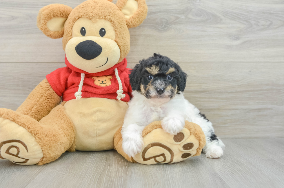 6 week old Poodle Puppy For Sale - Puppy Love PR