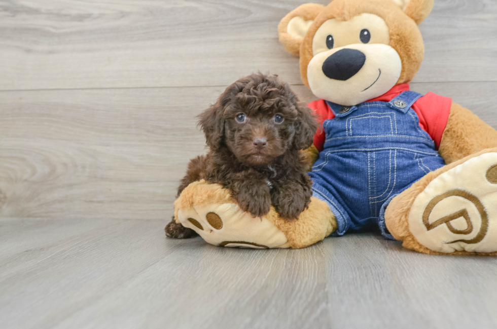 6 week old Poodle Puppy For Sale - Puppy Love PR