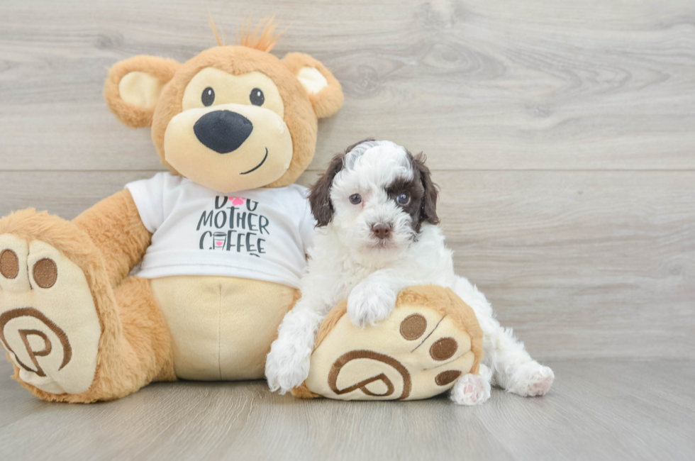 6 week old Poodle Puppy For Sale - Puppy Love PR