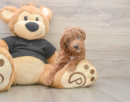 6 week old Poodle Puppy For Sale - Puppy Love PR