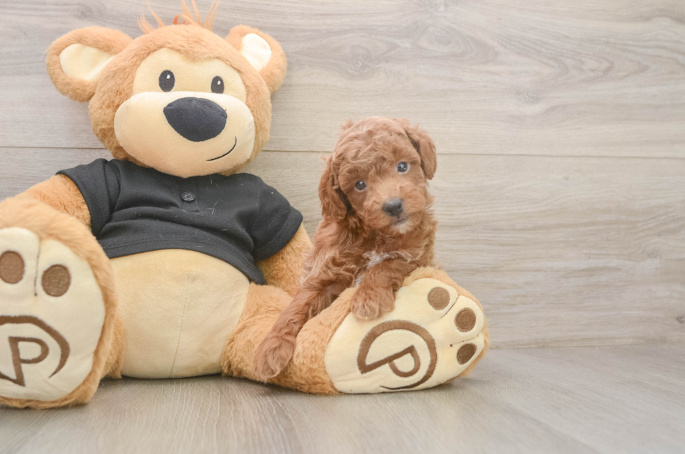 5 week old Poodle Puppy For Sale - Puppy Love PR