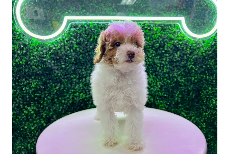 Cute Pudle Purebred Puppy