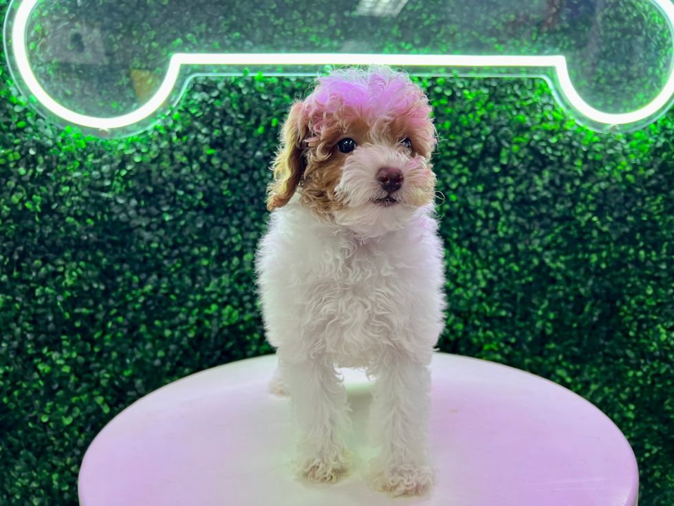 Cute Pudle Purebred Puppy