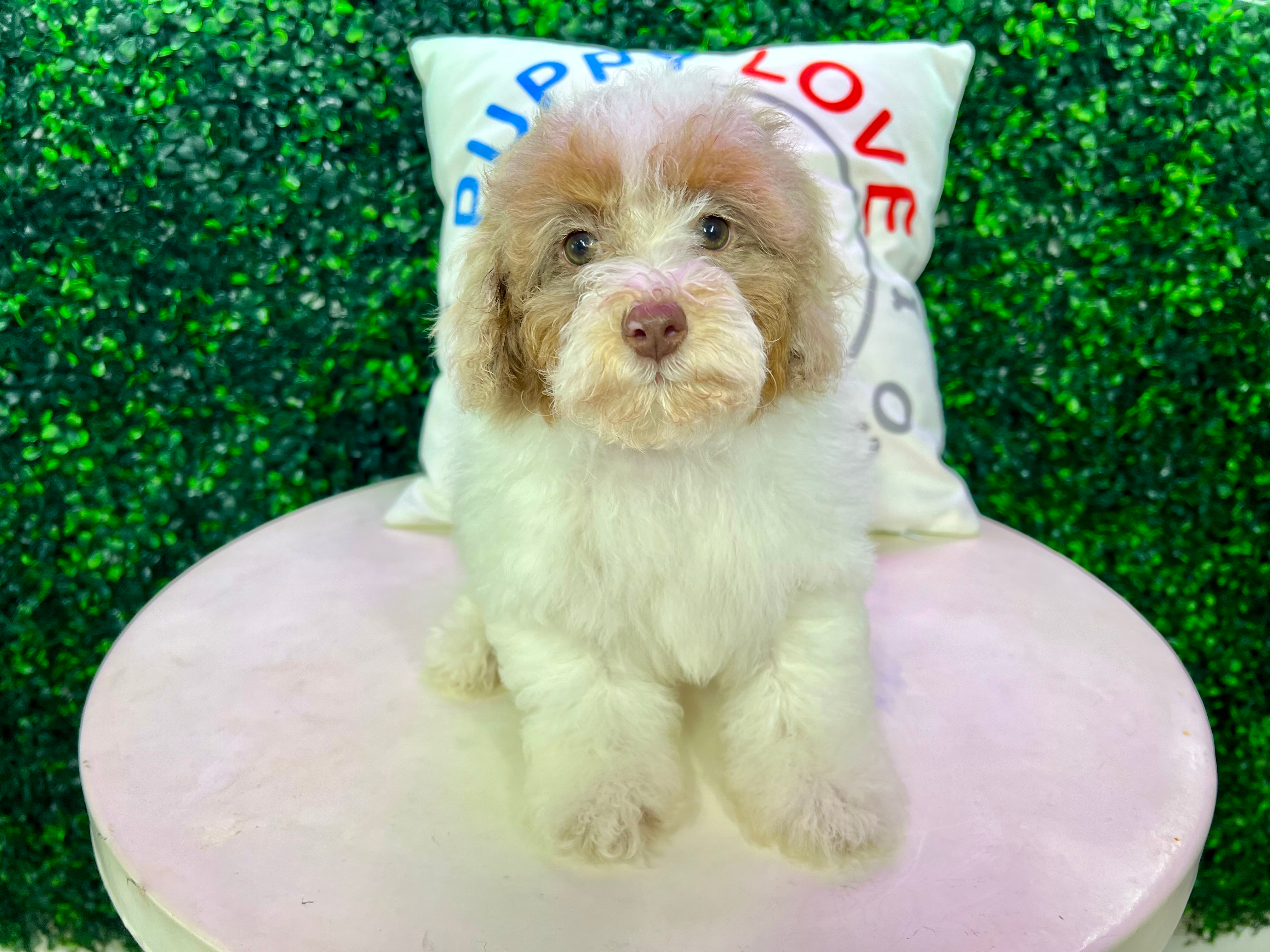 Best Poodle Baby