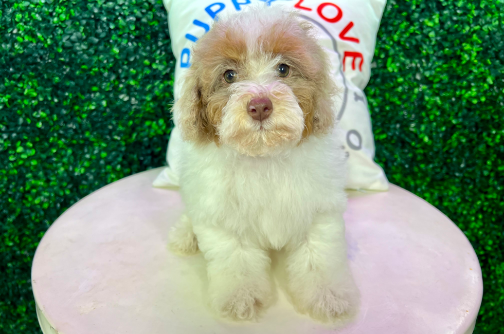 12 week old Poodle Puppy For Sale - Puppy Love PR