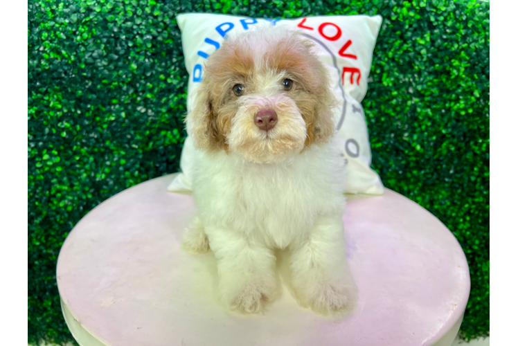 Meet Seth - our Poodle Puppy Photo 1/4 - Puppy Love PR Best Poodle Baby