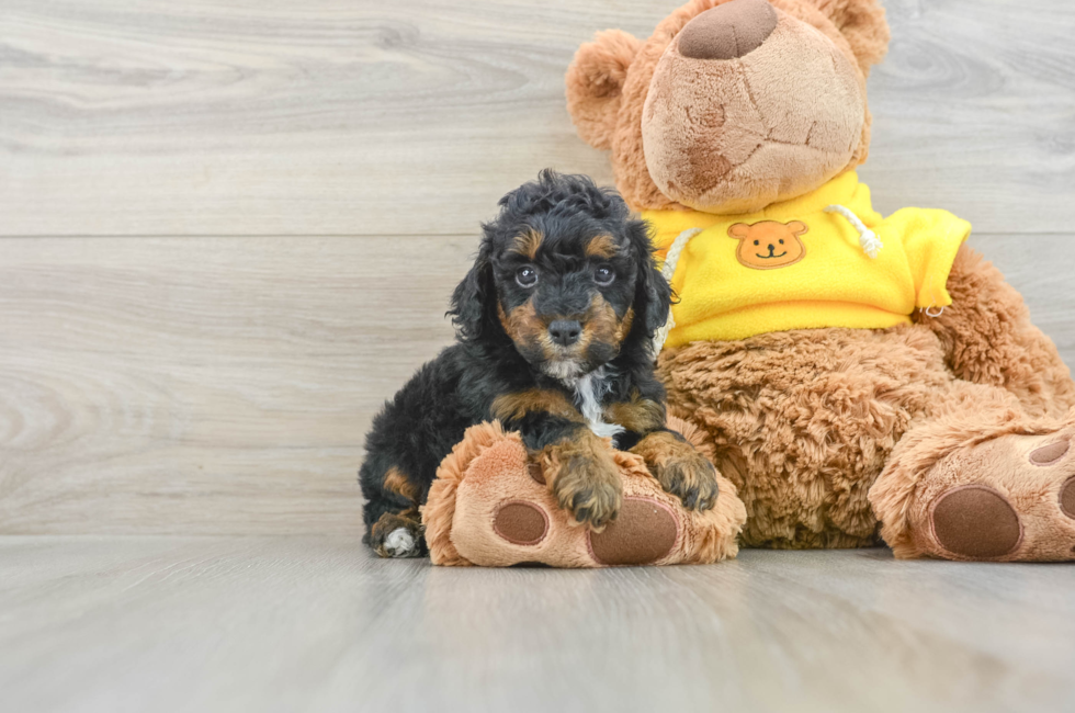 6 week old Poodle Puppy For Sale - Puppy Love PR