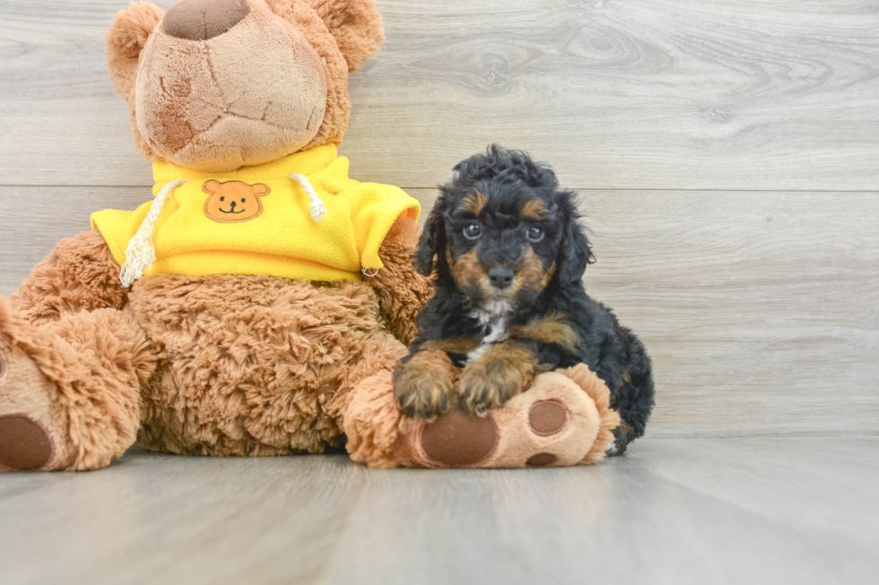 Fluffy Pudel Purebred Puppy