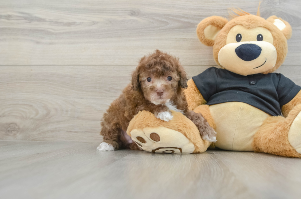 7 week old Poodle Puppy For Sale - Puppy Love PR